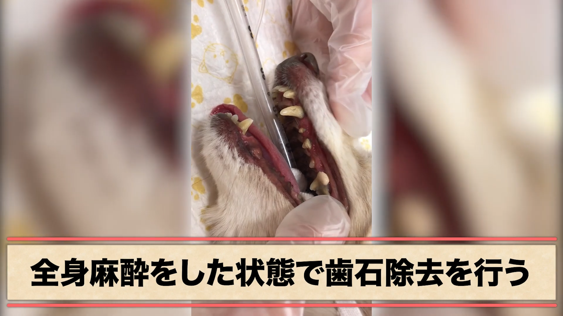 ごっそり 全身麻酔で行う犬の歯石除去 Vol 17 Wolves Hand動物病院グループ