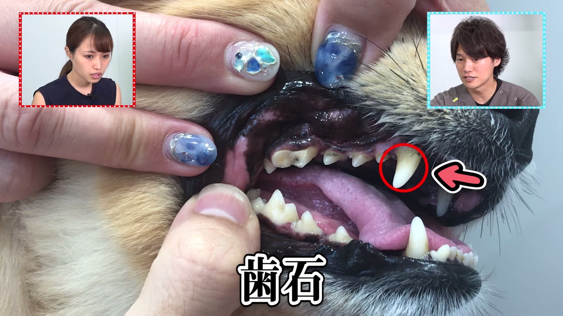 観覧注意 犬の歯が折れたら死に至る 対処法を学べ Vol 2 Wolves Hand動物病院グループ