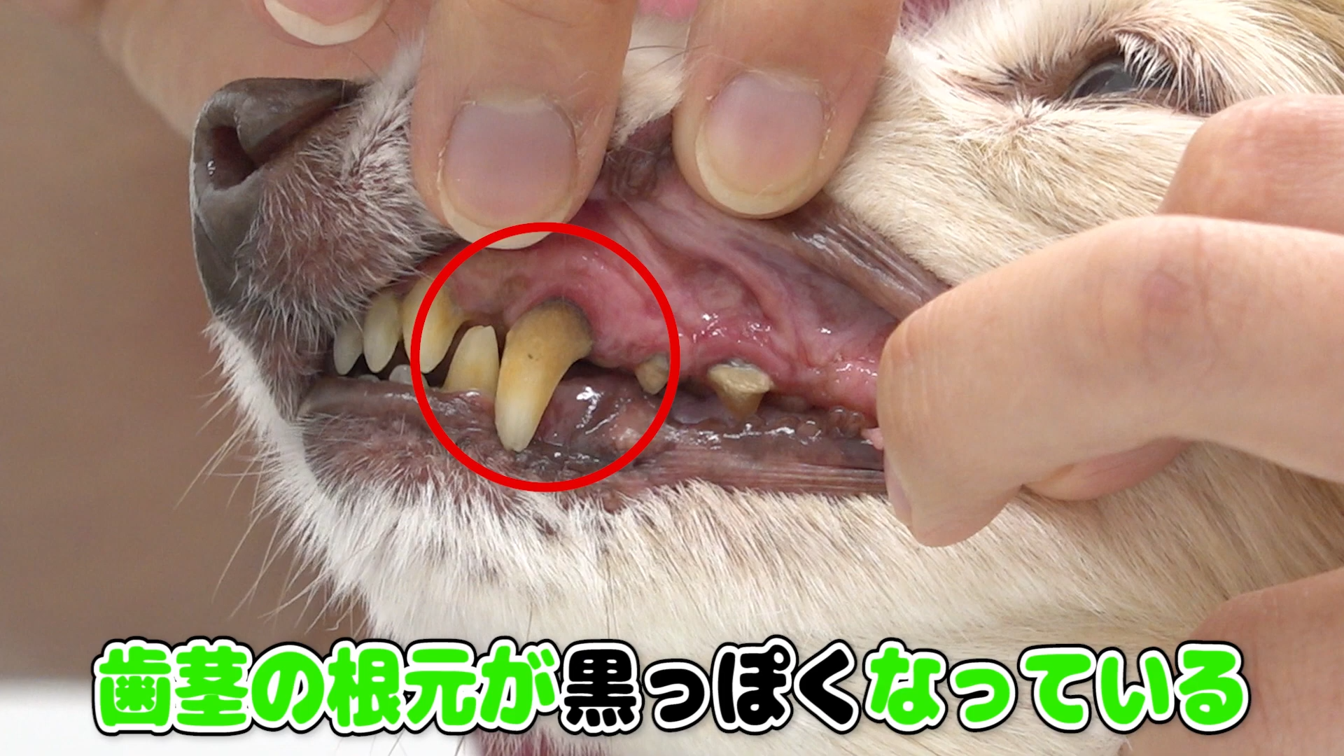 犬の歯石 重度の歯周病は口以外にも影響が 病院へ急げ Vol 15 Wolves Hand動物病院グループ