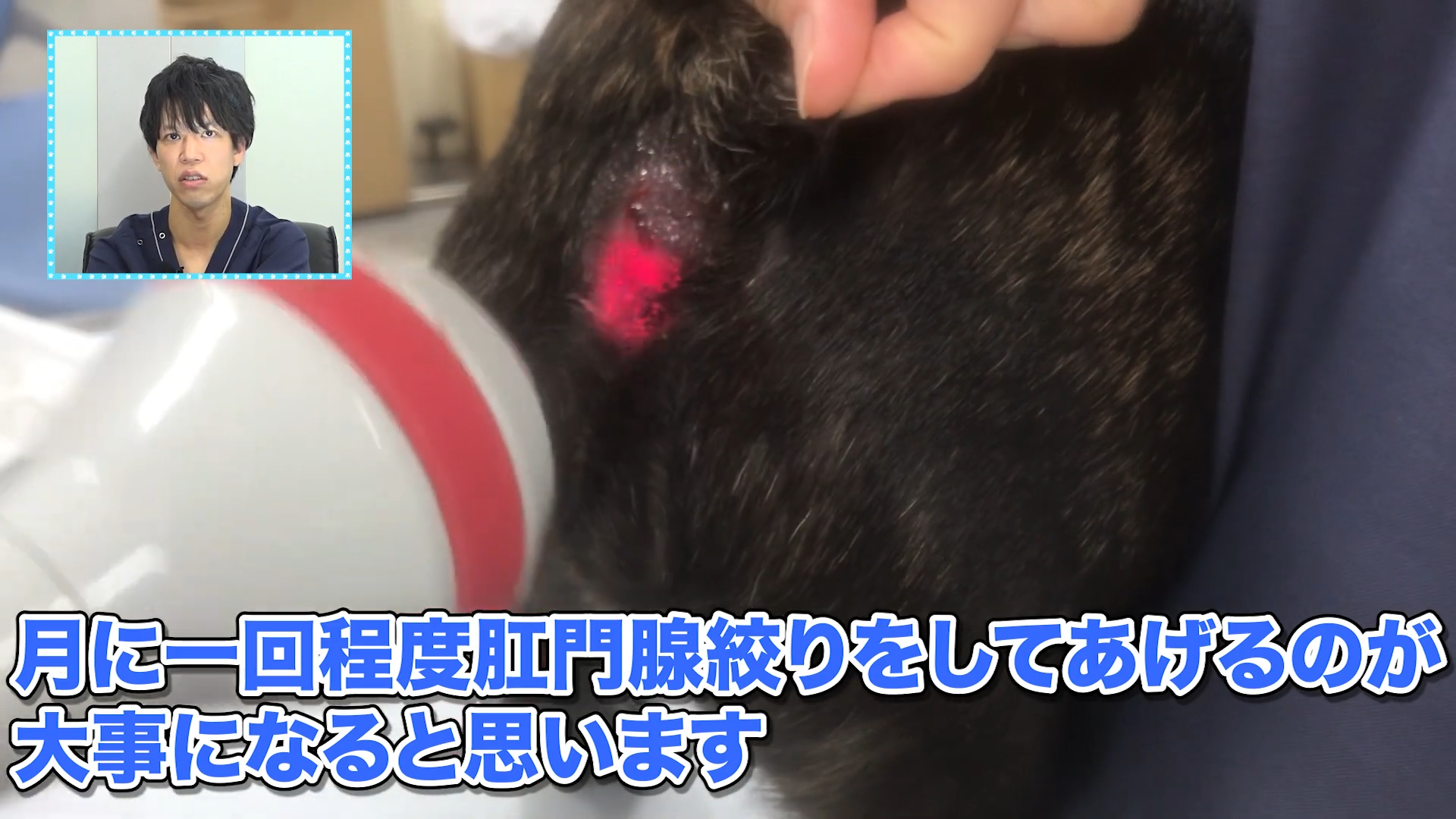 激痛で悶え苦しむ犬 実は肛門腺が破裂していた 獣医が徹底解説 Vol 52 Wolves Hand動物病院グループ