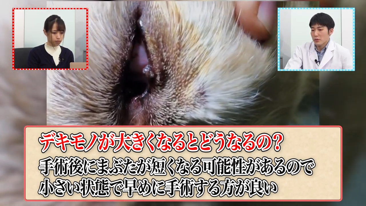 眼球に傷が 犬のまぶたからデキモノを切除 Vol 29 Wolves Hand動物病院グループ