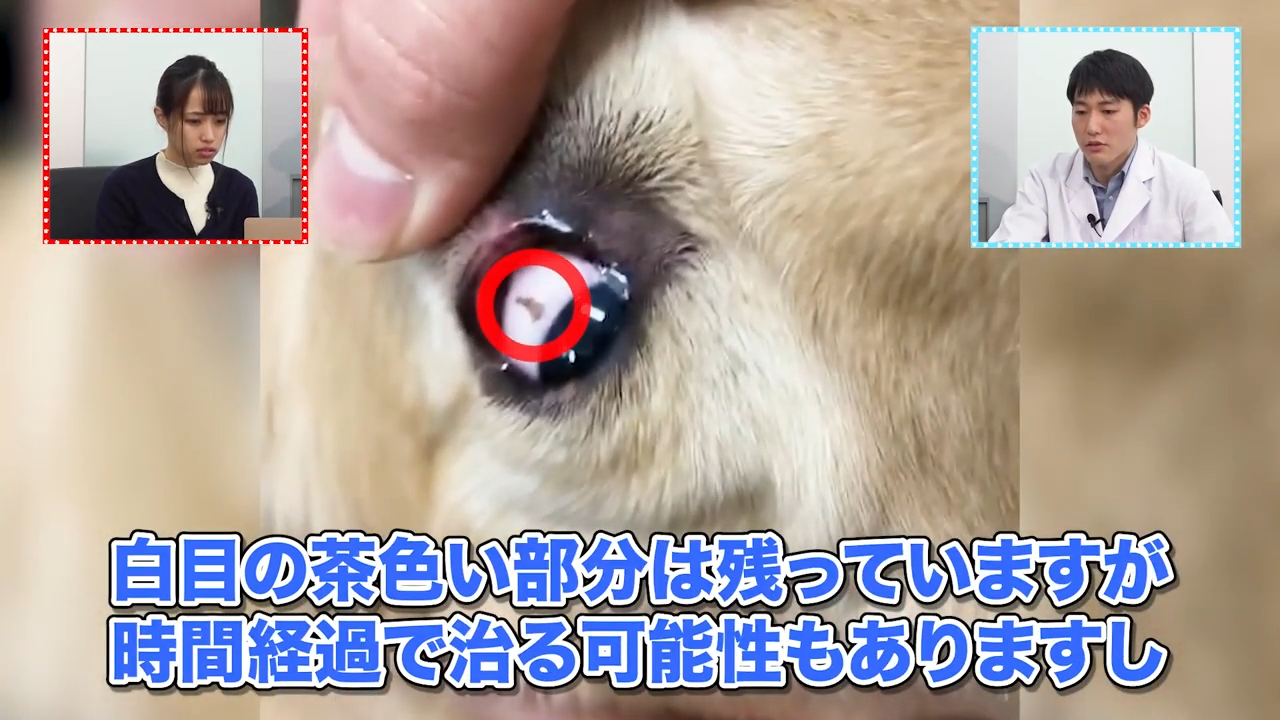 眼球に傷が 犬のまぶたからデキモノを切除 Vol 29 Wolves Hand動物病院グループ