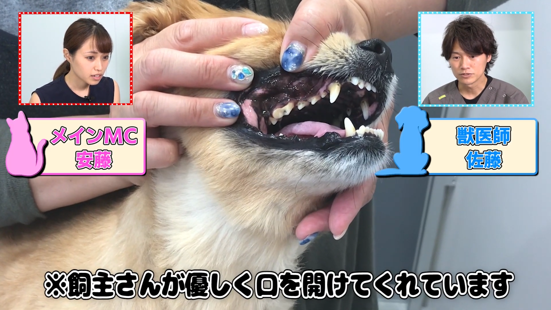 観覧注意 犬の歯が折れたら死に至る 対処法を学べ Vol 2 Wolves Hand動物病院グループ