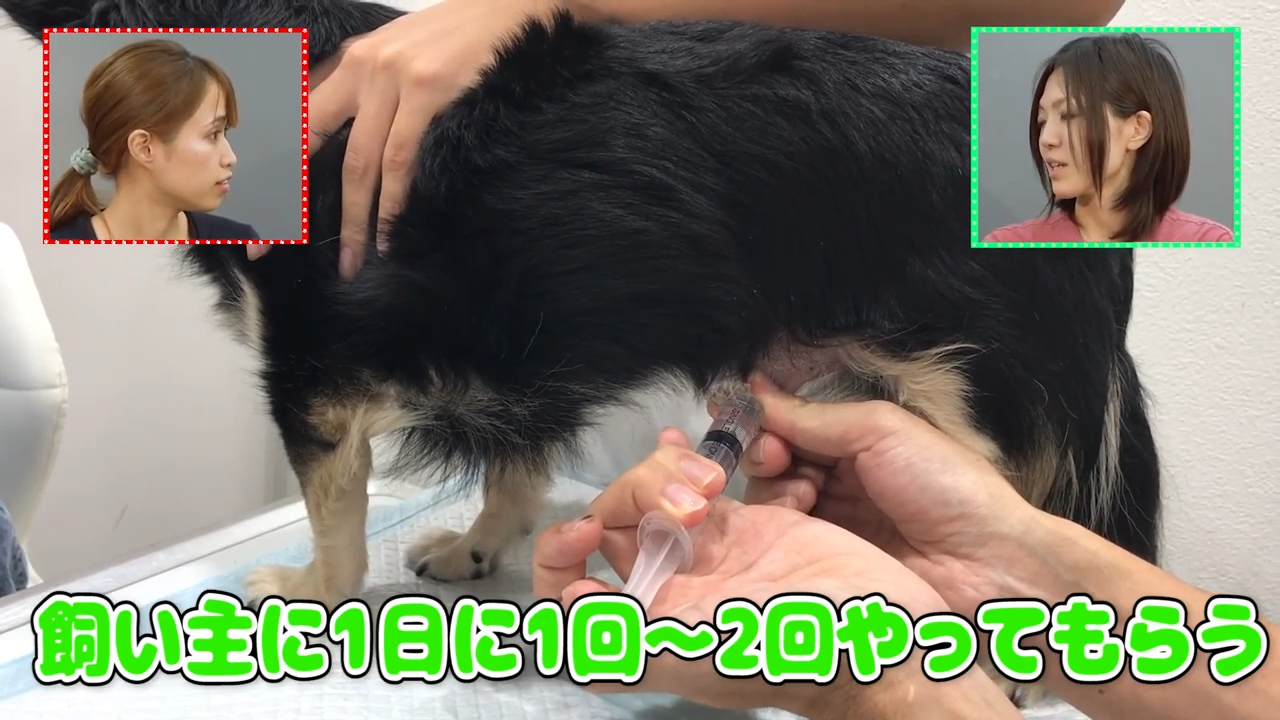 大型 犬 ペニス